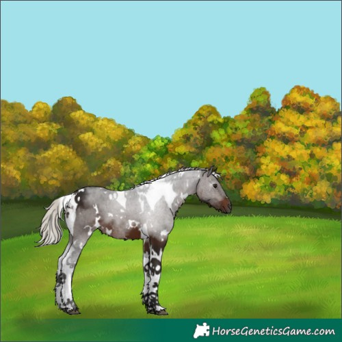 Horse Color:Gray White Spotted Silver Brown Tobiano 