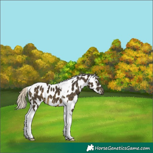 Horse Color:Silver Buckskin Tobiano Near Leopard 