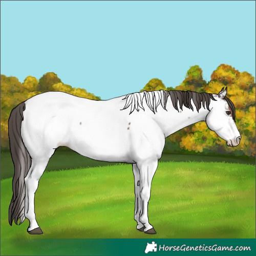 Horse Color:Liver Chestnut Tobiano Appaloosa 