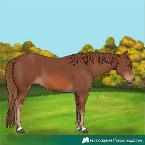 Horse Color:Chestnut 