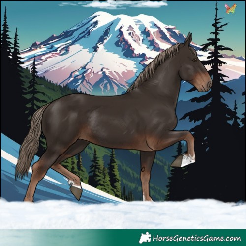 Horse Color:Liver Chestnut Rabicano