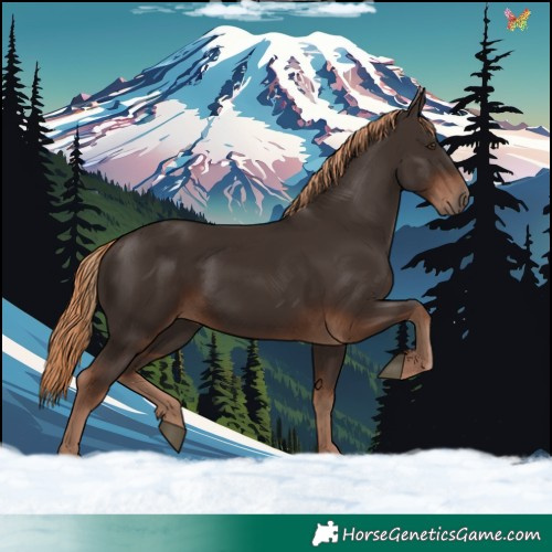 Horse Color:Liver Chestnut Rabicano