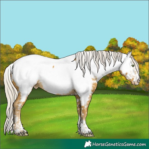 Horse Color:Silver Sable Cream Champagne Sabino Splash Tobiano Appaloosa Rabicano 