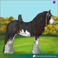 Horse Color:Gray White Spotted Liver Chestnut 