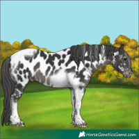 Horse Color:Black Tobiano Near Leopard 