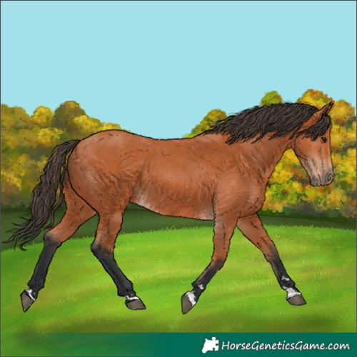 Horse Color:Bay 