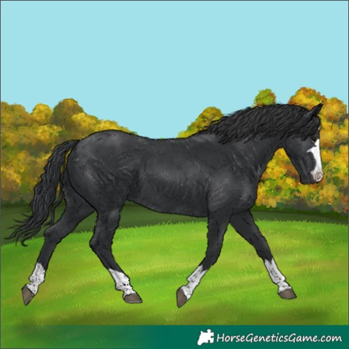 Horse Color:Black 