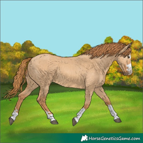 Horse Color:Red Dun 