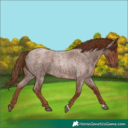 Horse Color:Red Roan 