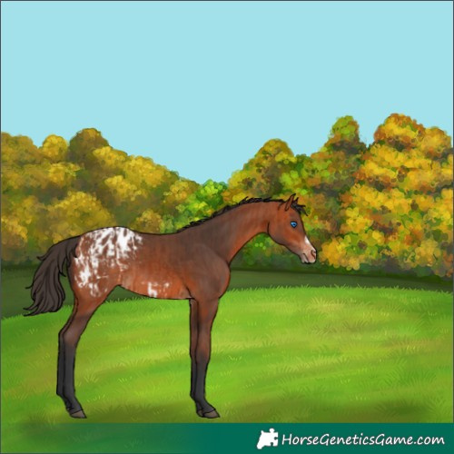 Horse Color:Bay Frame Appaloosa  and Bay Frame Appaloosa 