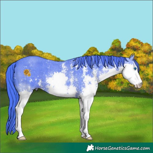 Horse Color:Watercolor Black Sabino Splash 