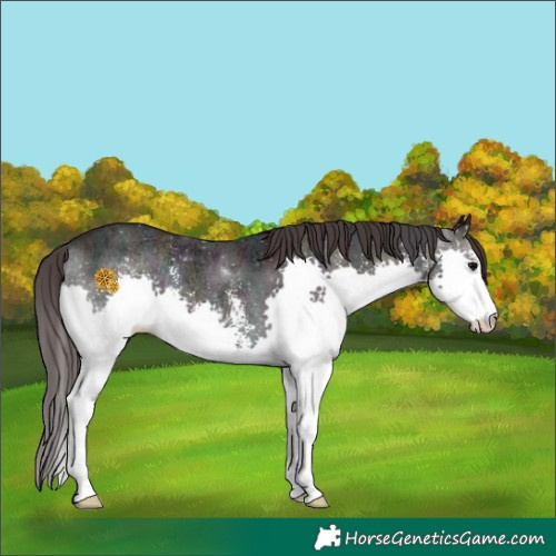 Horse Color:Midnight Bay Ice Onyx Sabino Splash 