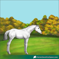 Horse Color:Black Ice Splash Tobiano 