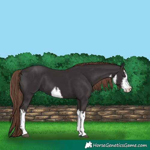 Horse Color:White Spotted Liver Chestnut 