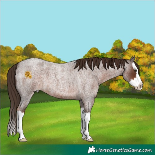 Horse Color:Liver Red Roan Splash 