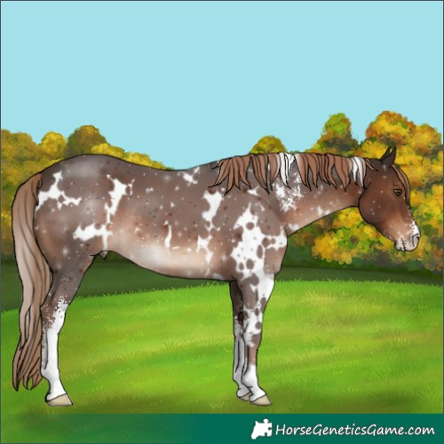 Horse Color:White Spotted Liver Chestnut Sabino 