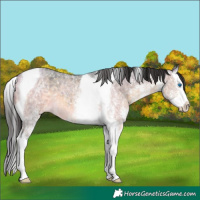 Horse Color:White Spotted Buckskin Ice Splash Tobiano 