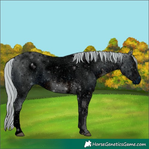Horse Color:ERROR: UNKNOWN ANOMALY
