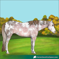 Horse Color:White Spotted Liver Chestnut Ice Sabino 