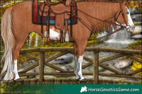 Horse Color:Chestnut Splash Frame and Chestnut Splash Frame