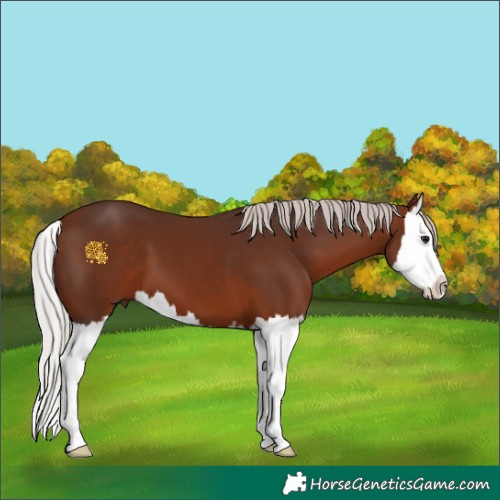 Horse Color:Silver Bay Splash 