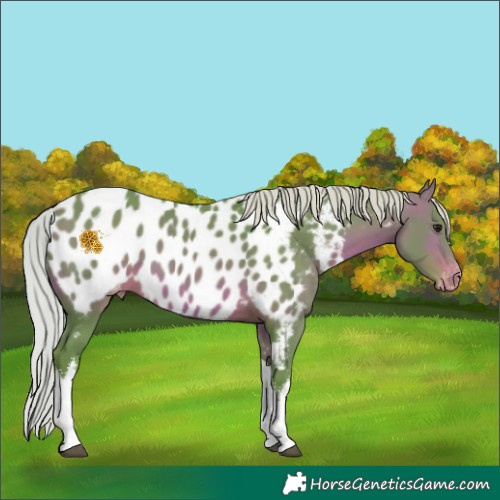 Horse Color:Watercolor White Spotted Chocolate Silver Bay Tobiano Near Leopard 
