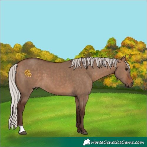 Horse Color:Silver Bay Dun 
