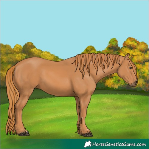 Horse Color:Chestnut 