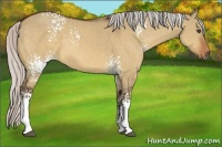 Horse Color:White Spotted Silver Bay Dun Sabino