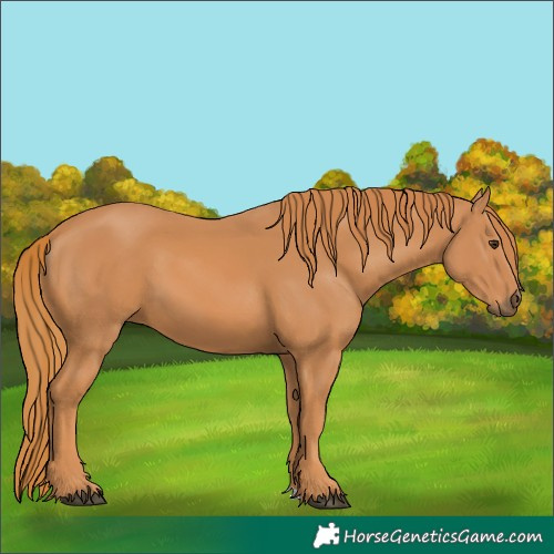 Horse Color:Chestnut 
