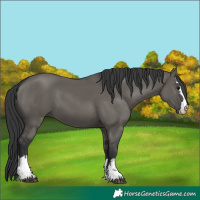 Horse Color:Grullo 