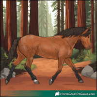 Horse Color:Bay 
