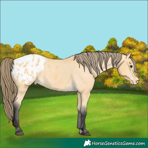 Horse Color:Buckskin Appaloosa 