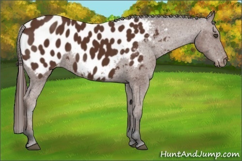 Horse Color:Bay Sabino Near Leopard