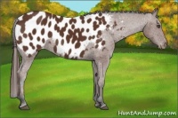 Horse Color:Bay Sabino Near Leopard 