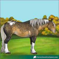Horse Color:Silver Buckskin Tobiano Appaloosa 