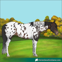 Horse Color:Brown Tobiano Appaloosa 