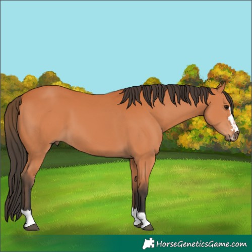 Horse Color:Bay 