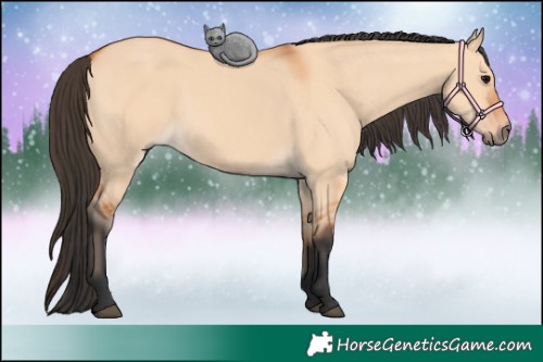 Horse Color:Bay Dun 