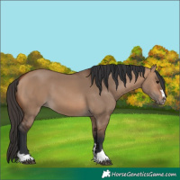 Horse Color:Bay Dun