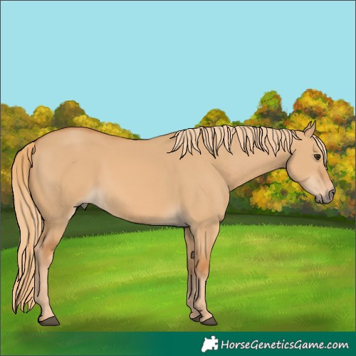 Horse Color:Red Dun 