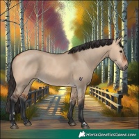 Horse Color:Bay Dun 