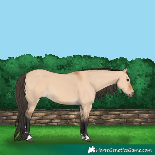 Horse Color:Bay Dun 