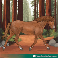 Horse Color:Chestnut 
