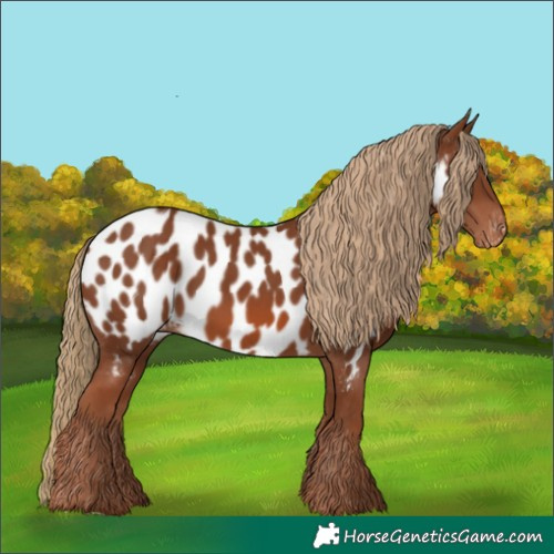 Horse Color:Chestnut Appaloosa Rabicano 