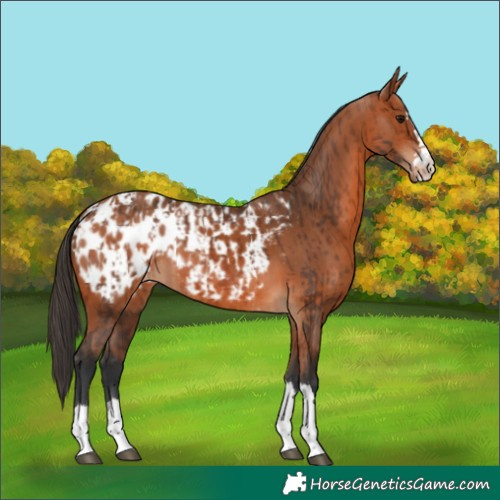 Horse Color:Bay Appaloosa  and Bay Appaloosa 