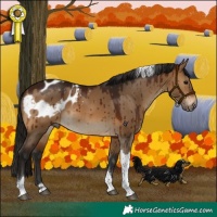 Horse Color:Gray Bay Dun Tobiano Appaloosa Brindle 