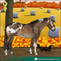 Horse Color:Gray Bay Dun Tobiano Blanket Brindle 