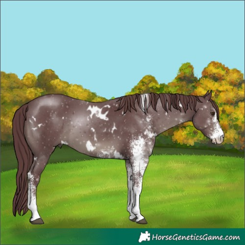 Horse Color:White Spotted Chocolate Black 
