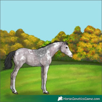 Horse Color:White Spotted Black Ice
